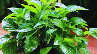Trồng cây Trầu Bà trong nhà có tốt cho phong thủy gia đình không?
