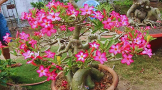 Trồng hoa Sứ trước nhà có tốt cho phong thủy gia đình không?