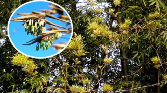Trong nhà có 4 loại cây bỗng dưng ra hoa là điềm gở, tai họa không mời mà đến