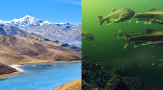 Tại sao người dân Tây Tạng không đánh bắt cá để ăn?