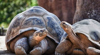 Vì sao người thường chỉ có thể sống được 80 năm, rùa có thể sống được 200 năm?