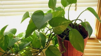 Trồng cây trầu bà ở 3 vị trí này khác gì gánh lộc về nhà, 3 đời giàu sang sung túc