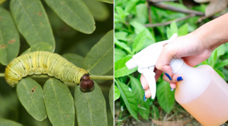 7 nguyên liệu tự nhiên có tác dụng trừ sâu, ai muốn trồng rau sạch, an toàn nhất định phải biết