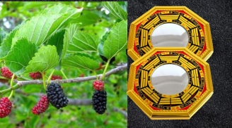 Người xưa dặn con cháu: 'Trước nhà nhớ treo gương, sau nhà trồng cây dâu'. Ý nghĩa của điều này là gì?