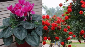 Tại sao cây hoa mua từ cửa hàng về nhà thường không sống lâu? Hóa ra vì 1 lý do