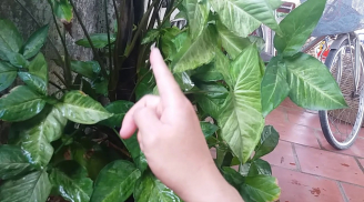 Vị trí đặt cây trầu bà trong nhà hóa giải tam tai, gọi thần Tài đến