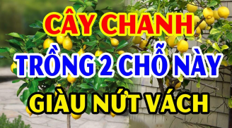 Trồng cây Chanh trước cửa nhà có tốt cho phong thủy gia đình không?