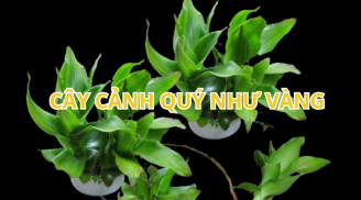 Trồng cây này trước nhà, nghe tên đã thấy nhiều vàng nhiều của, gia đình giàu có khỏe mạnh