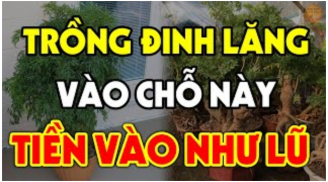 Đinh Lăng trấn giữ của cải đừng trồng linh tinh: Trồng vị trí này tiền vào như nước lũ, đó là chỗ nào?