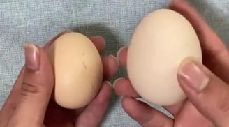 Trứng gà vỏ đỏ và vỏ trắng loại nào tốt hơn? Người chăn nuôi gà lâu năm tiết lộ bí mật
