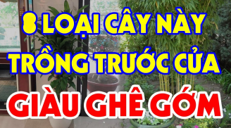 Các cụ có câu: 3 loại cây đệ tử Thần Tài trồng trước nhà nào, nhà đó cực kỳ giàu có