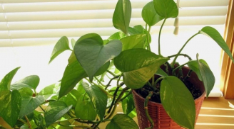Đặt cây trầu bà ở vị trí này sẽ 'mời' Thần Tài vào nhà, gia đình đủ đầy, sung túc quanh năm