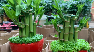 Tại sao người giàu thích đặt cây trúc phát tài lên bàn thờ? Nên đặt mấy cây thì hút lộc?