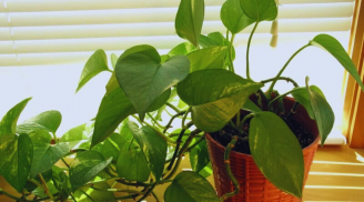 Tại sao người giàu thích trồng trầu bà trong phòng ngủ? Biết lý do ai cũng muốn làm theo