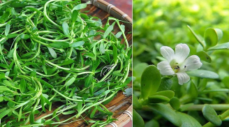 3 loại rau mọc dại nhưng cực kỳ tốt cho sức khỏe: Bổ ngang nhân sâm tổ yến, đừng bỏ qua