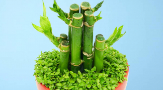 6 loại cây nên trồng trong nhà hoặc chưng lên bàn thờ cho tài lộc dồi dào