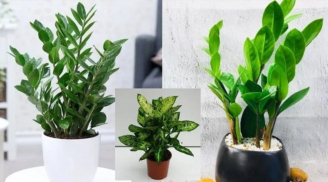 Đặt 4 món đồ này trong phòng khách, Thần Tài ban lộc ngập nhà, gia chủ giàu sang, sung túc