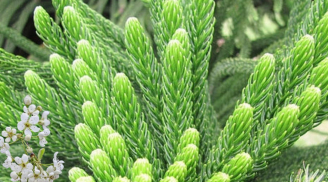 Tổ tiên dạy 5 loại cây này có thích cũng không nên trồng trước nhà nếu không muốn tổn hao tài lộc