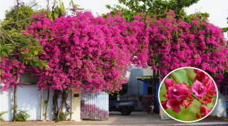 Trồng cây hoa giấy trước cổng nhà có tốt không?