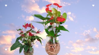 Trồng cây hoa hồng môn có ý nghĩa về phong thủy? Lưu ý khi trồng hồng môn kẻo đại kỵ