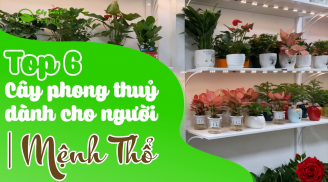 6 loại cây phong thủy tốt cho người mệnh Thổ