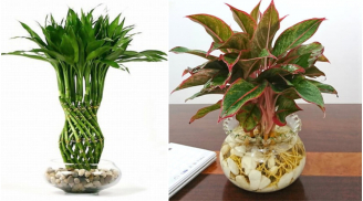 3 loại cây phong thủy trồng không cần đất: Đặt trong nhà nào nhà đó giàu lên trông thấy