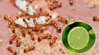 8 mẹo diệt kiến an toàn, hiệu quả lâu dài