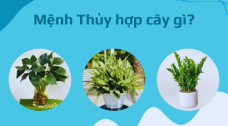 9 cây cảnh phong thủy cực hợp cho người mệnh Thủy