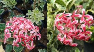 Loài hoa 'thần tài' nở quanh năm, vừa đẹp lá vừa sai hoa, mang may mắn vào nhà bạn