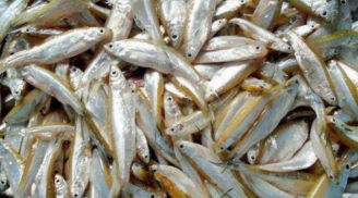 Loại cá ngày xưa chỉ muối cho lợn ăn, nay thành đặc sản, bán giá 300.000 đồng/kg