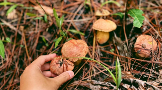 Tận hưởng cảm giác trải nghiệm đi hái nấm trong rừng thông ở Đà Lạt cực kỳ thú vị và say mê