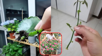 3 loại hoa chỉ cần ngắt lá cắm vào đất là sống, hoa nở bung quanh năm