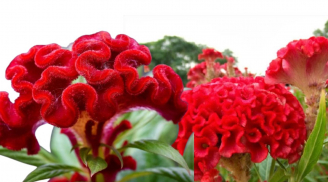 Trồng cây hoa mào gà trước nhà có tốt không? Tại sao loài hoa này một thời phổ biến, giờ lại rất hiếm thấy?