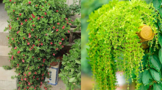 2 cây cảnh ăn được như rau, vừa dễ trồng dễ chăm vừa phù hợp đặt trong chậu nhỏ treo ngoài ban công