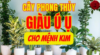 8 loại cây phong thủy cực hợp với người mệnh Kim: Càng trồng càng giàu có