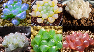 Chiêm ngưỡng vẻ đẹp của 10 loài sen đá được giới trẻ ưa chuộng