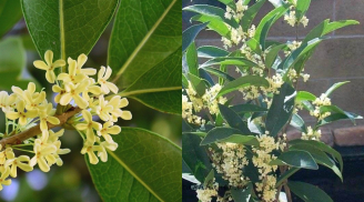 Loại cây 'đẻ ra tiền' giúp gia chủ đời đời ấm no, tiền đầy két lộc đầy nhà
