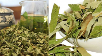 Loại lá này xưa vứt bỏ đầy đồng, để khô rồi đốt, nay được nhiều người săn lùng làm trà, 'mỏ vàng' sức khỏe