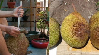 Tại sao người xưa lại đóng cọc vào quả mít? Mách bạn những cách giúp mít nhanh chín tự nhiên