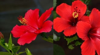 Bất ngờ với ý nghĩa thiêng liêng của hoa râm bụt tại nhiều quốc gia. Tại sao người Việt lại kiêng hoa râm bụt?