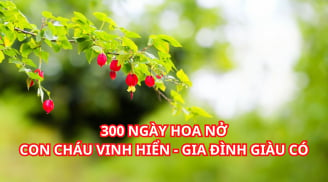 Trồng cây đèn lồng trước nhà có ý nghĩa gì, vì sao người xưa khuyên nên trồng cây này trước nhà?