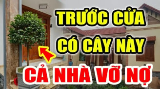 Các cụ bảo rồi: 'Năm cây vào nhà thì nhà nghèo, nhà tan', là những cây gì?