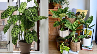 Cây cảnh tài lộc xanh tốt quanh năm, vừa đẹp nhà vừa hút tài vận