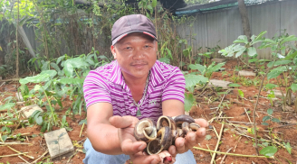 Lão nông nuôi loài bò chậm như sên nhưng là ‘vàng ròng’, mỗi năm hốt bạc nhờ bán cả chục tấn