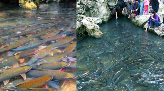 Tại sao người dân địa phương không ăn thịt cá ở suối cá thần Cẩm Lương?