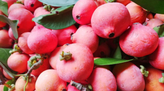 Loại quả ‘vô danh’ xưa rụng đầy gốc nay là đặc sản được nhiều người mê vì vị chua ngọt, giá 70.000 đồng/kg