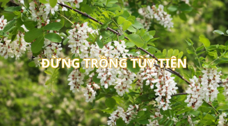 Người xưa nói trồng cây hoa hòe gia đình giàu có, con cháu vinh hiển, nhưng trồng sai vị trí thì họa khó lường