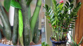 3 điều cần tránh khi trồng cây kim tiền để luôn xanh tươi, hút tài lộc cho gia chủ