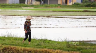 Không sử dụng bỏ hoang đất nông nghiệp 1 năm người dân có thể bị thu hồi đất?