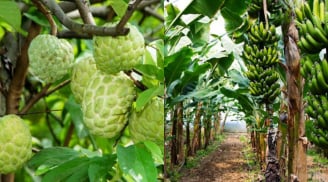 Tại sao người xưa lại nói 'Trẻ trồng na già trồng chuối', đó có phải chỉ là kinh nghiệm trồng cây?
